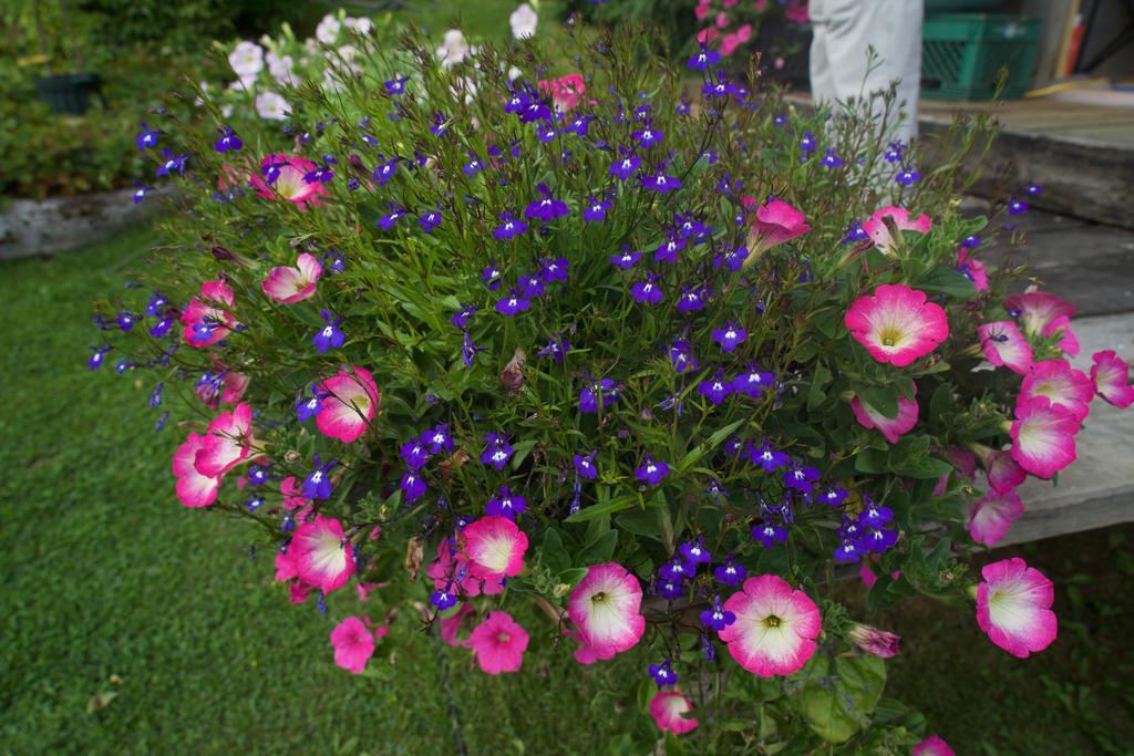 Brigitte'S Bavarian Bed Und Breakfast Millers Landing Buitenkant foto