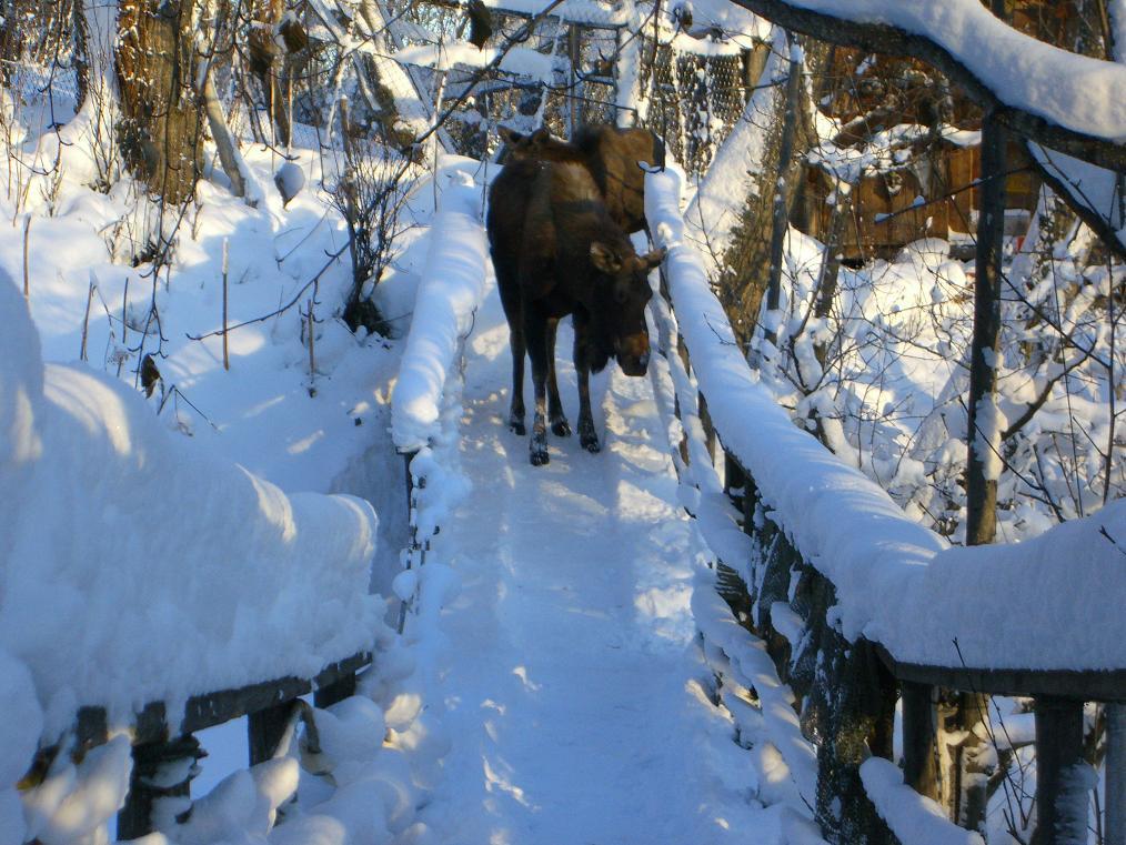 Brigitte'S Bavarian Bed Und Breakfast Millers Landing Buitenkant foto